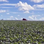 DF: SOJA E MILHO LIDERAM PRODUÇÃO DF: SOJA E MILHO LIDERAM PRODUÇÃO