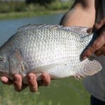 BRASÍLIA PRODUZ MAIS PEIXE