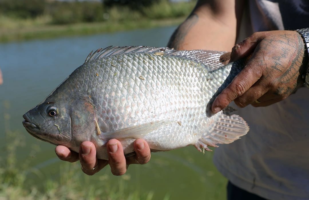 BRASÍLIA PRODUZ MAIS PEIXE