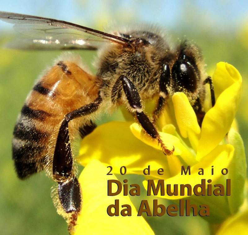 dia mundia da abelha