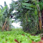 AGROECOLOGIA GANHA FORÇA NO DF