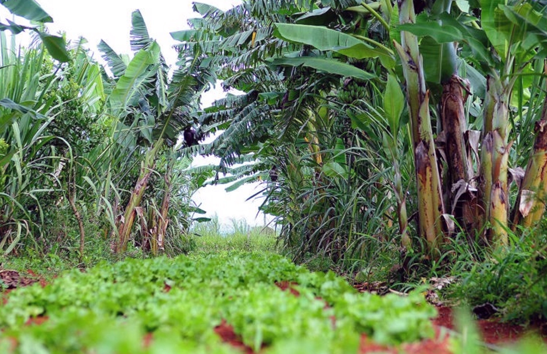 AGROECOLOGIA GANHA FORÇA NO DF