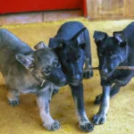 BOMBEIROS FORMAM 18 CÃES-GUIA BOMBEIROS FORMAM 18 CÃES-GUIA