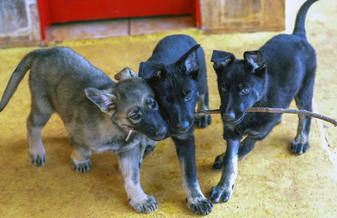 BOMBEIROS FORMAM 18 CÃES-GUIA
