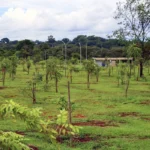 NOVA ETAPA DO RECUPERA CERRADO NOVA ETAPA DO RECUPERA CERRADO