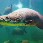 REGRAS PARA PESCA DO PIRARUCU NO DF