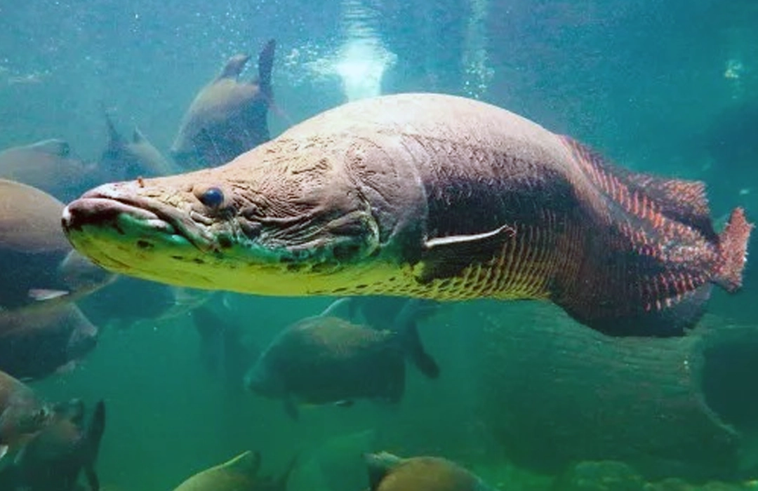 REGRAS PARA PESCA DO PIRARUCU NO DF