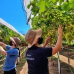 BACTÉRIA AMEAÇA UVAS DO DF
