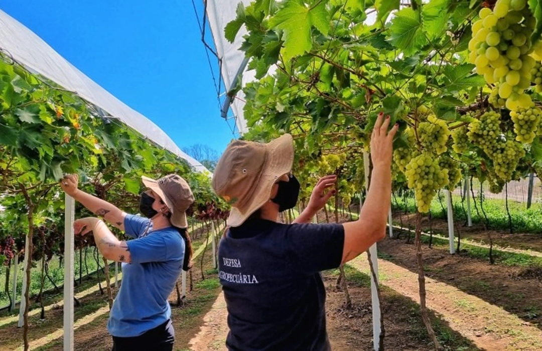 BACTÉRIA AMEAÇA UVAS DO DF