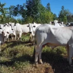 CADASTRO DE REBANHO VAI ATÉ DIA 30