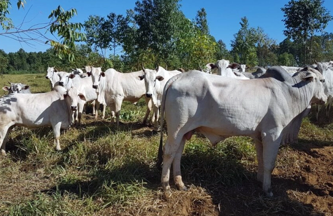 CADASTRO DE REBANHO VAI ATÉ DIA 30