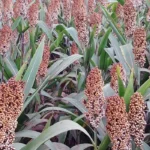 GOIÁS LIDERA PRODUÇÃO DE SORGO