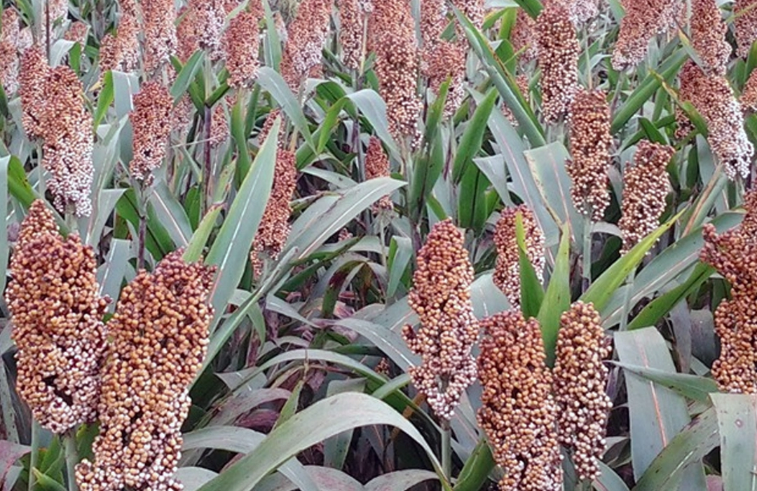 GOIÁS LIDERA PRODUÇÃO DE SORGO
