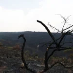 DESMATAMENTO EM QUEDA DESMATAMENTO EM QUEDA