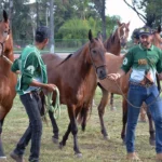 EXPOFEIRA 2026