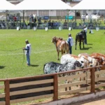34ª EXPOABRA