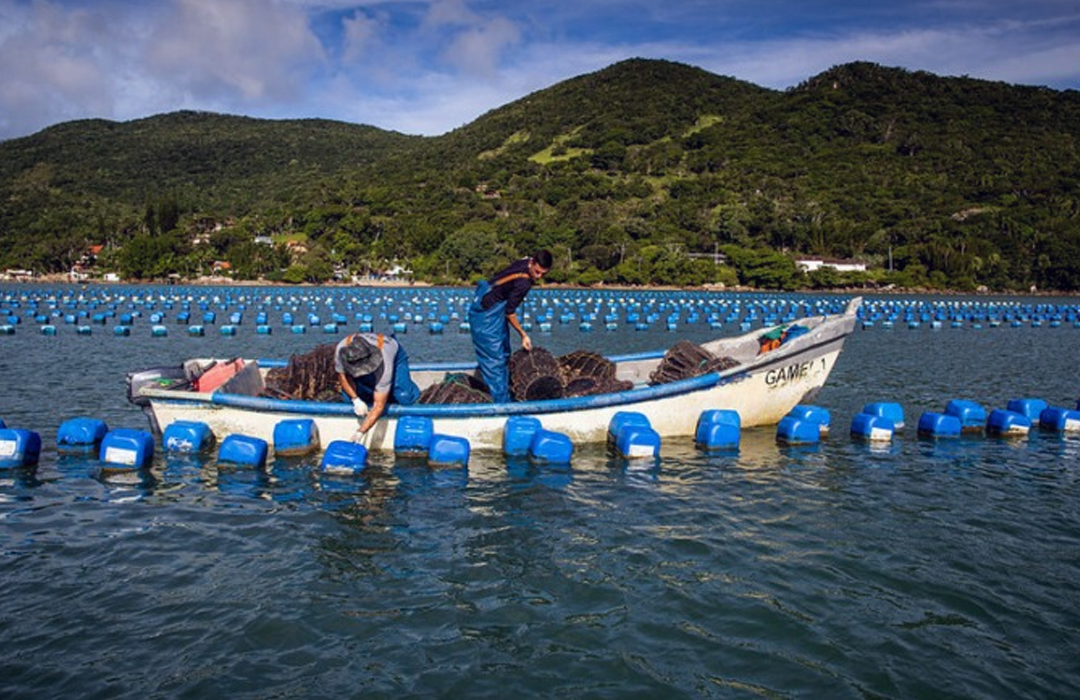 AQUICULTURA GANHA NOVAS REGRAS