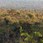 CAI DERRUBADA EM ÁREAS PROTEGIDAS CAI DERRUBADA EM ÁREAS PROTEGIDAS