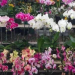 PREÇOS DE FLORES DISPARAM