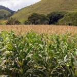 GRÃOS: SAFRA DEVE BATER RECORDE